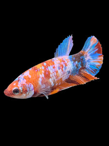 Female Halfmoon Plakat - Galaxy #574 - Live Betta Fish