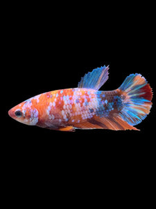 Female Halfmoon Plakat - Galaxy #574 - Live Betta Fish