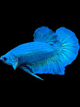 Load image into Gallery viewer, Male Halfmoon Plakat - Emerald #576 - Live Betta Fish
