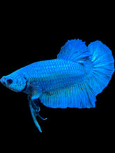 Load image into Gallery viewer, Male Halfmoon Plakat - Emerald #576 - Live Betta Fish
