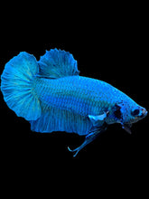 Load image into Gallery viewer, Male Halfmoon Plakat - Emerald #576 - Live Betta Fish
