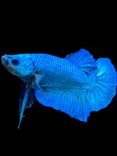 Load image into Gallery viewer, Male Halfmoon Plakat - Emerald #576 - Live Betta Fish
