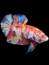 Load image into Gallery viewer, GIANT Male Halfmoon Plakat - Nemo Galaxy #577 - Live Betta Fish
