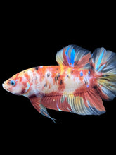 Load image into Gallery viewer, GIANT Male Halfmoon Plakat - Nemo Galaxy #577 - Live Betta Fish

