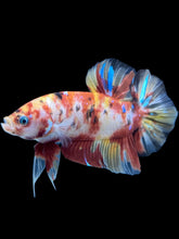 Load image into Gallery viewer, GIANT Male Halfmoon Plakat - Nemo Galaxy #577 - Live Betta Fish
