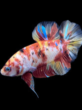 Load image into Gallery viewer, GIANT Male Halfmoon Plakat - Nemo Galaxy #577 - Live Betta Fish

