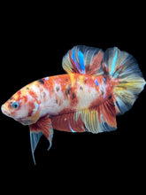 Load image into Gallery viewer, GIANT Male Halfmoon Plakat - Nemo Galaxy #577 - Live Betta Fish
