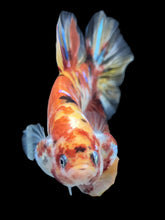 Load image into Gallery viewer, GIANT Male Halfmoon Plakat - Nemo Galaxy #577 - Live Betta Fish
