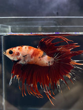 Load image into Gallery viewer, Male Crowntail - Nemo Galaxy #618 - Live Betta Fish
