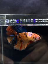 Load image into Gallery viewer, TOP GRADE Female Halfmoon - Galaxy #638 - Live Betta Fish
