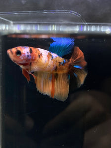 TOP GRADE Female Halfmoon - Galaxy #638 - Live Betta Fish
