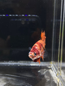 Male Crowntail Plakat - Candy Nemo #640 - Live Betta Fish