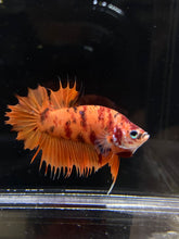 Load image into Gallery viewer, Male Crowntail Plakat - Candy Nemo #640 - Live Betta Fish
