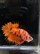 Load image into Gallery viewer, Male Crowntail Plakat - Candy Nemo #640 - Live Betta Fish
