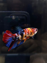 Load image into Gallery viewer, Male Halfmoon Plakat - Galaxy #662 - Live Betta Fish

