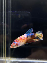 Load image into Gallery viewer, Female Halfmoon Plakat - Multicolor #670 - Live Betta Fish
