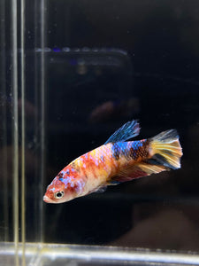 Female Halfmoon Plakat - Multicolor #670 - Live Betta Fish