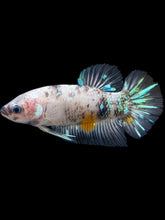 Load image into Gallery viewer, GIANT Male Halfmoon Plakat - Cellophane #692 - Live Betta Fish
