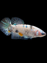 Load image into Gallery viewer, GIANT Male Halfmoon Plakat - Cellophane #692 - Live Betta Fish
