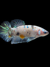 Load image into Gallery viewer, GIANT Male Halfmoon Plakat - Cellophane #692 - Live Betta Fish
