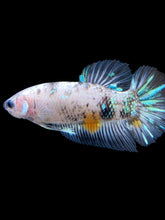 Load image into Gallery viewer, GIANT Male Halfmoon Plakat - Cellophane #692 - Live Betta Fish
