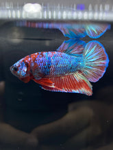 Load image into Gallery viewer, Male Halfmoon Plakat - Blue Galaxy #713 - Live Betta Fish
