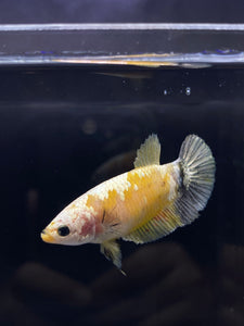 Female Halfmoon Plakat - Yellow Copper Koi #731 - Live Betta Fish