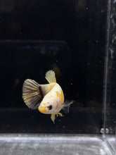 Load image into Gallery viewer, Female Halfmoon Plakat - Yellow Copper Koi #731 - Live Betta Fish
