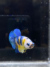 Load image into Gallery viewer, Male Halfmoon Plakat - Yellow Galaxy #741 - Live Betta Fish
