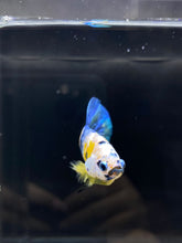 Load image into Gallery viewer, Male Halfmoon Plakat - Yellow Galaxy #741 - Live Betta Fish
