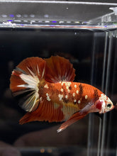 Load image into Gallery viewer, Male Halfmoon Plakat - Nemo Copper #755 - Live Betta Fish
