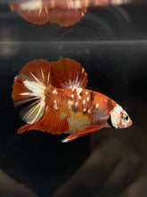 Load image into Gallery viewer, Male Halfmoon Plakat - Nemo Copper #755 - Live Betta Fish
