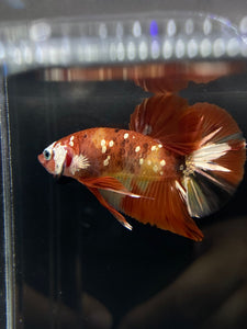 Male Halfmoon Plakat - Nemo Copper #755 - Live Betta Fish