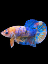 Load image into Gallery viewer, Male Halfmoon Plakat - Candy #770 - Live Betta Fish
