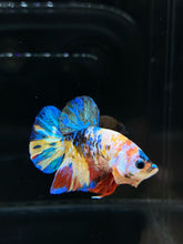 Load image into Gallery viewer, Male Halfmoon Plakat - Multicolor #782 - Live Betta Fish
