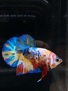 Male Halfmoon Plakat - Multicolor #782 - Live Betta Fish