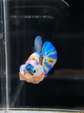 Load image into Gallery viewer, Male Halfmoon Plakat - Multicolor #782 - Live Betta Fish
