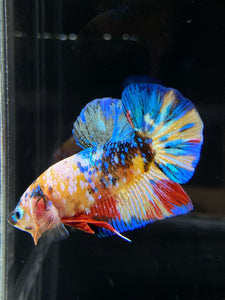 Male Halfmoon Plakat - Multicolor #782 - Live Betta Fish