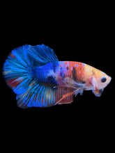 Load image into Gallery viewer, Male Halfmoon Plakat - Candy #783 - Live Betta Fish
