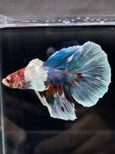 Load image into Gallery viewer, Male Halfmoon - Candy Dumbo #792 - Live Betta Fish
