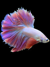 Load image into Gallery viewer, Male Rosetail - Purple/Pink #793 - Live Betta Fish
