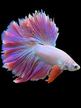 Load image into Gallery viewer, Male Rosetail - Purple/Pink #793 - Live Betta Fish
