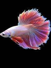 Load image into Gallery viewer, Male Rosetail - Purple/Pink #793 - Live Betta Fish
