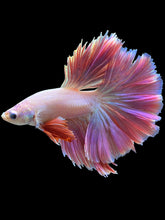 Load image into Gallery viewer, Male Rosetail - Purple/Pink #793 - Live Betta Fish
