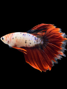 Male Rosetail - Fancy Red Tail #794 - Live Betta Fish