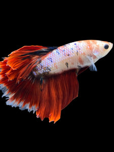 Male Rosetail - Fancy Red Tail #794 - Live Betta Fish