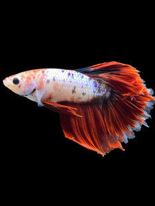 Male Rosetail - Fancy Red Tail #794 - Live Betta Fish