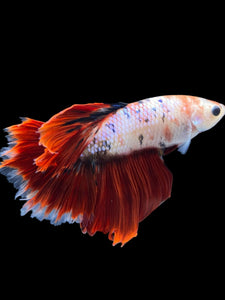 Male Rosetail - Fancy Red Tail #794 - Live Betta Fish