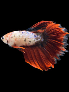 Male Rosetail - Fancy Red Tail #794 - Live Betta Fish