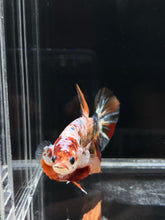 Load image into Gallery viewer, GIANT Male Halfmoon Plakat - Candy Copper #796 - Live Betta Fish
